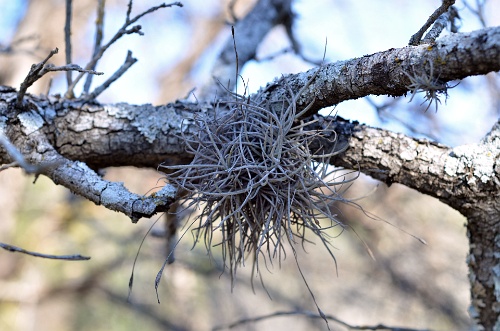 Winter Tangle  Winter Tangle